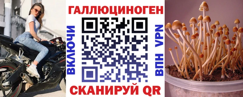 Галлюциногенные грибы Psilocybe  наркотики  Щёлково 